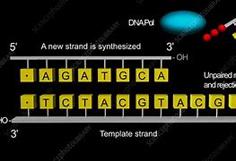 Image result for DNA Polymerase Proofreading