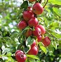 Image result for Green Apples Tree Background