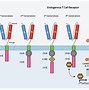 Image result for Car T Cells