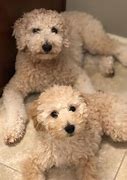 Image result for Medium Labradoodle Puppies
