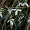 Image result for Galanthus Grüne Weihnacht