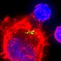 Image result for Aids Virus Cell