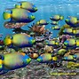 Image result for Fish Ocean iPhone Wallpaper