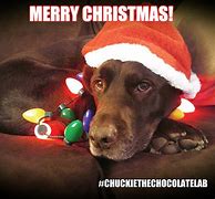 Image result for Christmas Puppy Meme