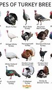 Image result for Wild Turkey Size