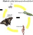 Image result for Insect Life Cycle for Kids