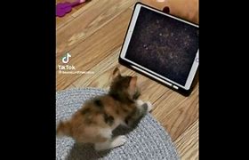 Image result for Cat Holding iPad
