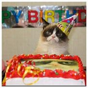 Image result for grumpiest cats party meme