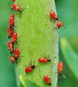 Image result for What Are the Little Red Bugs in the Garden