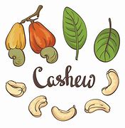 Image result for Cashew Clip Art