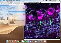 Image result for ImageJ Lut