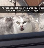 Image result for Funny Cat Memes I'm Taking a Dump