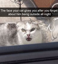 Image result for Curious Cat Memes Funny