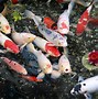 Image result for Koi iPhone Wallpaper