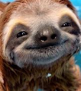 Image result for Funny Baby Sloth