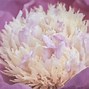 Image result for Soft Pink Peony