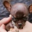 Image result for Smallest Baby Dog in the World