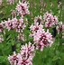 Image result for Stachys monieri Rosea