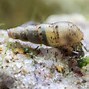 Image result for Apple Sea Snails