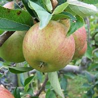 Image result for Ellison's Orange Apple