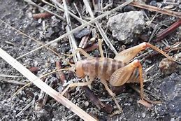 Image result for Bug Cricket Game