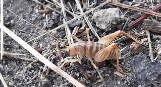 Image result for Cricket Food Chain