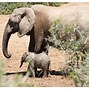 Image result for Real Baby Elephant