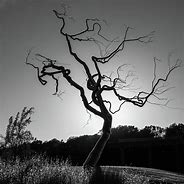 Image result for Gothic Tree Art