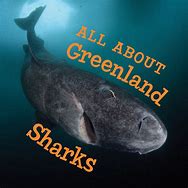 Image result for Greenland Shark without Ommokotia