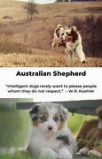 Image result for Funny Australian Shepherd Memes