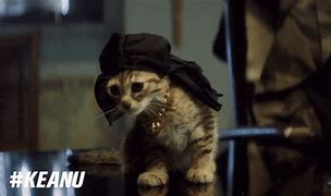 Image result for Thug Life with Cat GIF