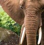 Image result for African Elephant Zoo