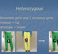Image result for What Are Heterozygous Genotype