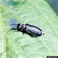 Image result for "margined-blister-beetle"