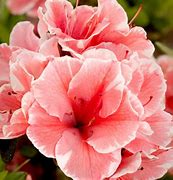 Image result for Rhododendron Autumn Sunburst