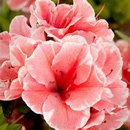 Image result for Rhododendron (AJ) Encore STARBURST