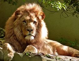 Image result for Lion Images