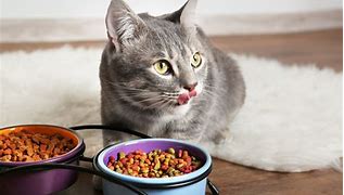 Image result for The Soft and Dry Cat Food Truth