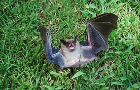 Image result for Bat Teeth Smile