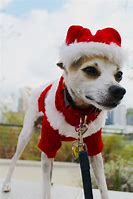 Image result for Dog Halloween Costume Ideas