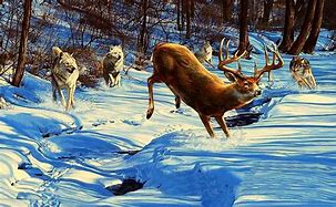 Image result for Wolves Attacking Deer Painting