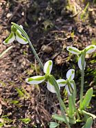 Image result for Galanthus Swanton