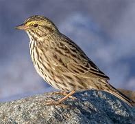 Image result for Savannah Sparrow Bird