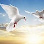 Image result for Dove Wallpaper for Computers
