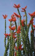Image result for Desert Ocotillo Plant