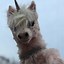 Image result for Realistic Pink Unicorn