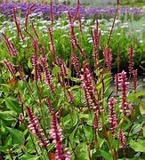 Image result for Persicaria amplexicaulis Early Pink Lady