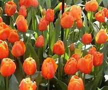Image result for Tulipa Prins Willem Alexander