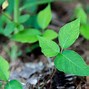 Image result for Poison Ivy Plant with Berries