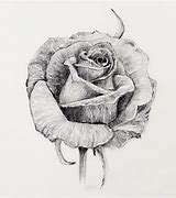 Image result for A Rose Sketch